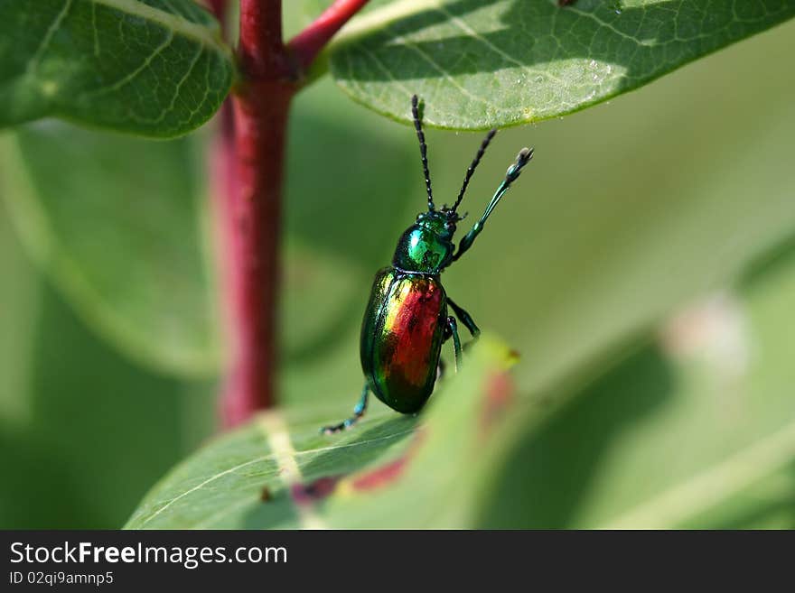 Dog-bane Leaf Beetle - Chrysochus moving up milkweed plant