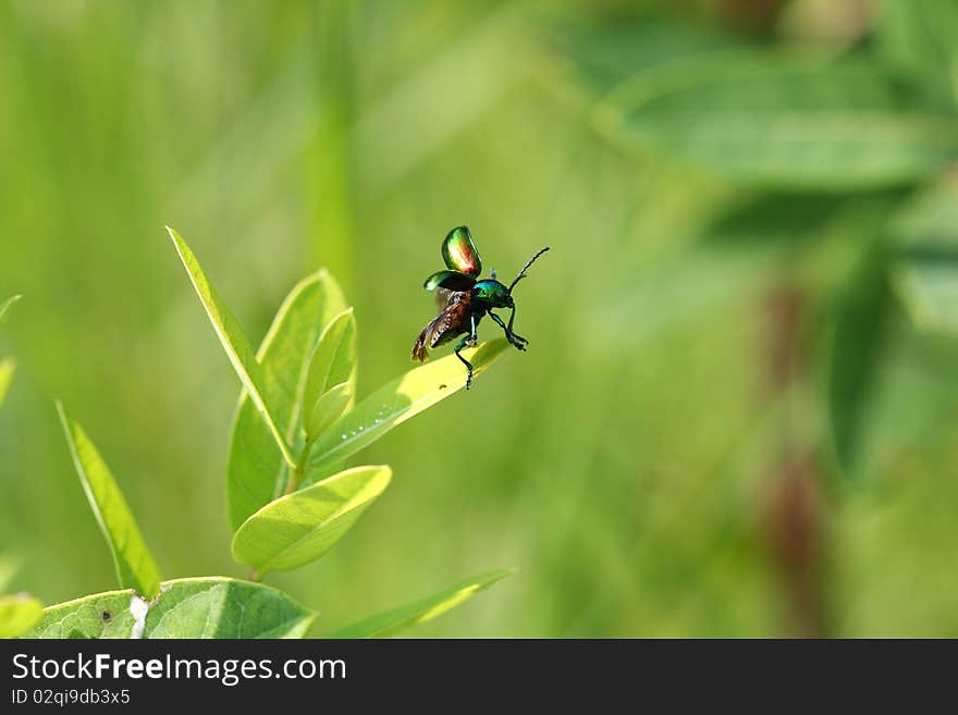 Dog-bane Leaf Beetle - Chrysochus moving up milkweed plant