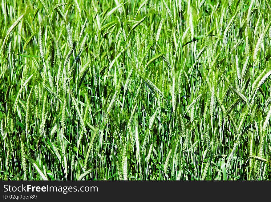 Background from still unripe ears cereal plants. Background from still unripe ears cereal plants