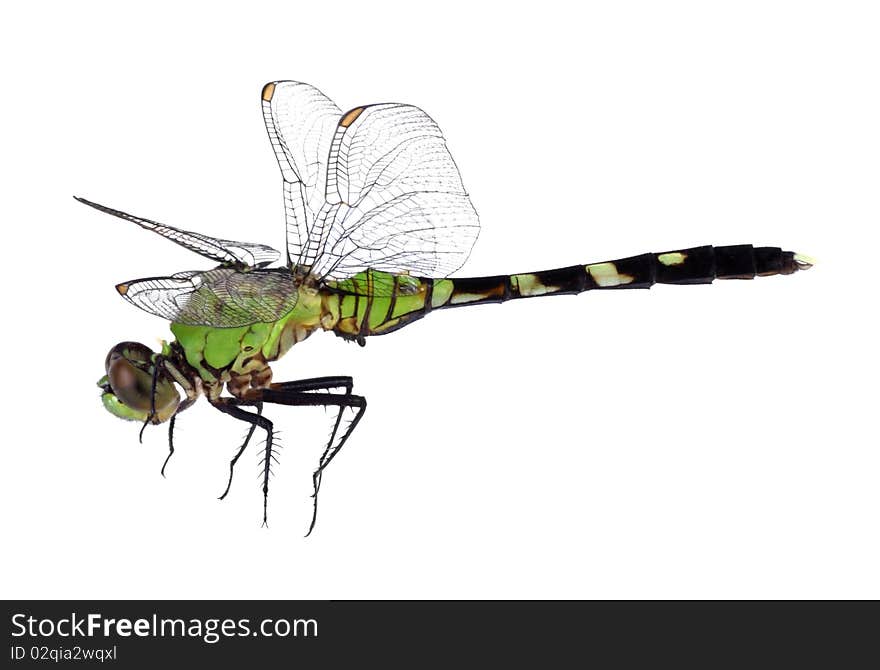 Eastern pondhawk dragonfly, Erythemis simplicicollis, isolated on white