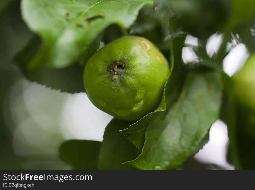 Green apple growing on an apple-tree branch. Green apple growing on an apple-tree branch