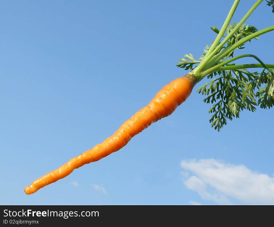 Young carrots skyline.