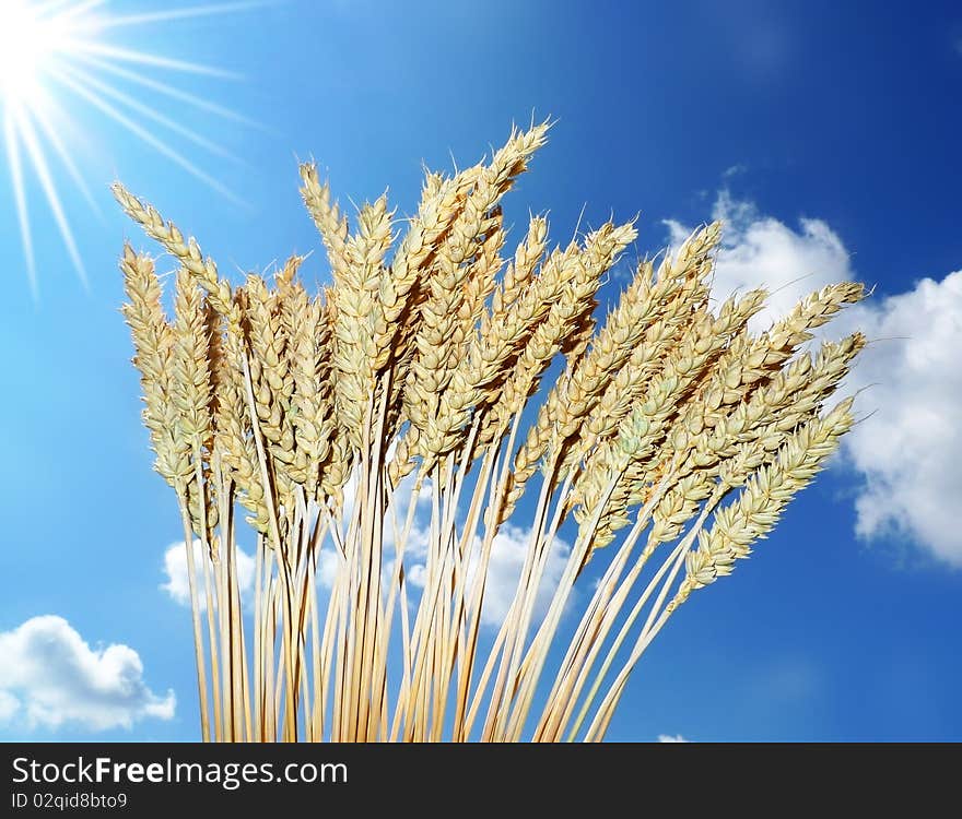 Wheat on blue sky background