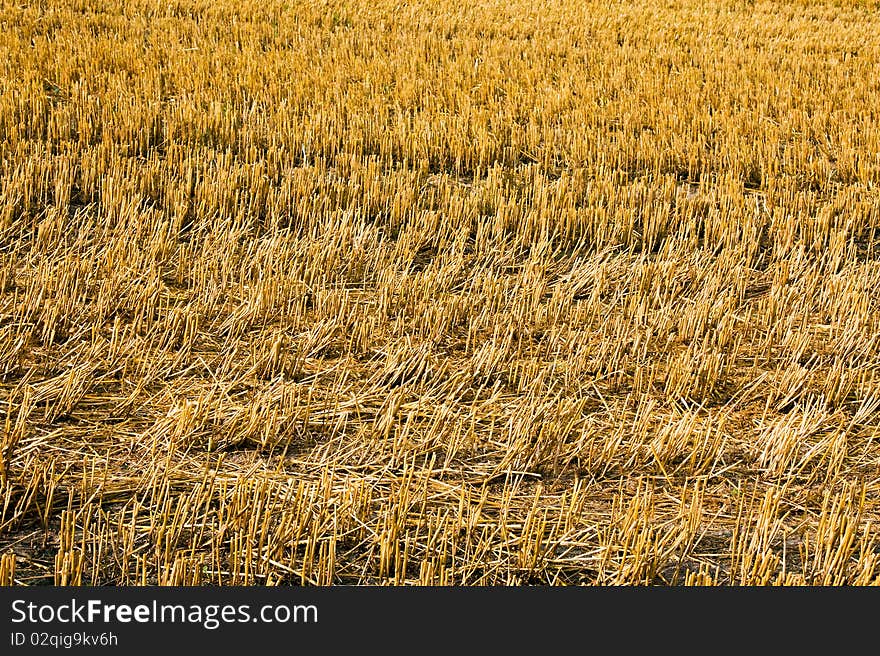 Field on which have already gathered an evolved crop of wheat. Field on which have already gathered an evolved crop of wheat