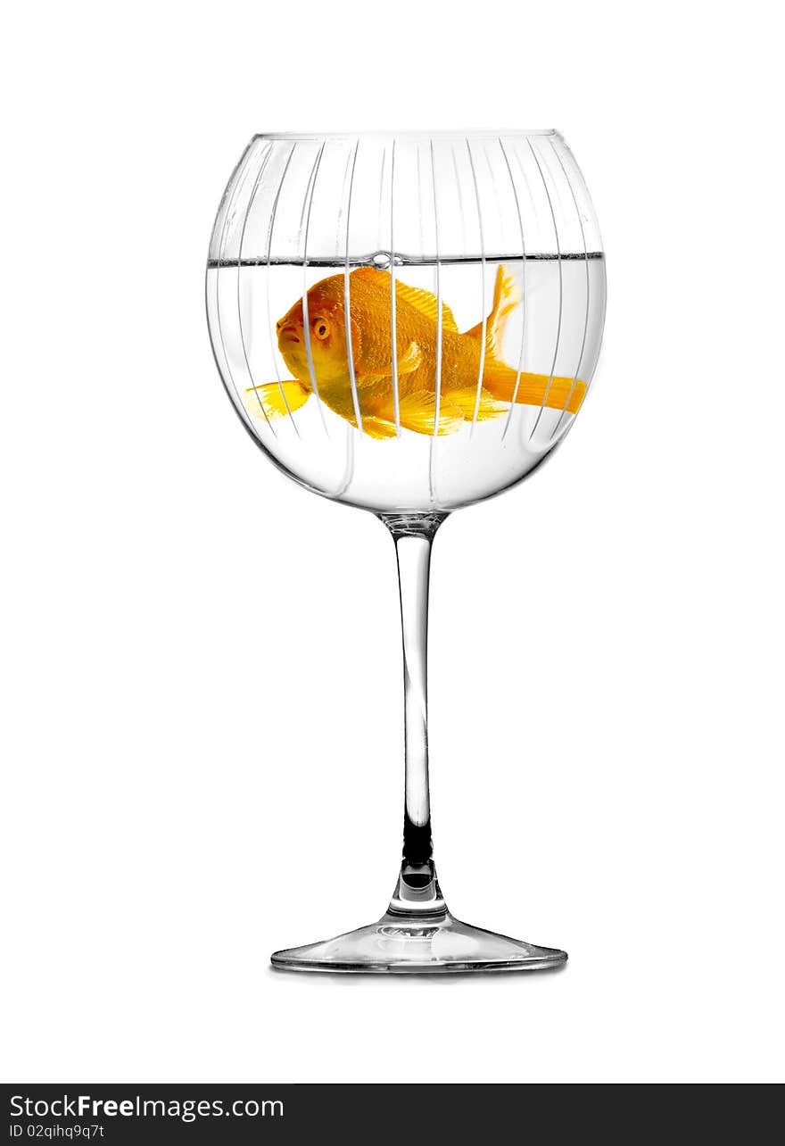 Gold fish swimming in big stylish goblet