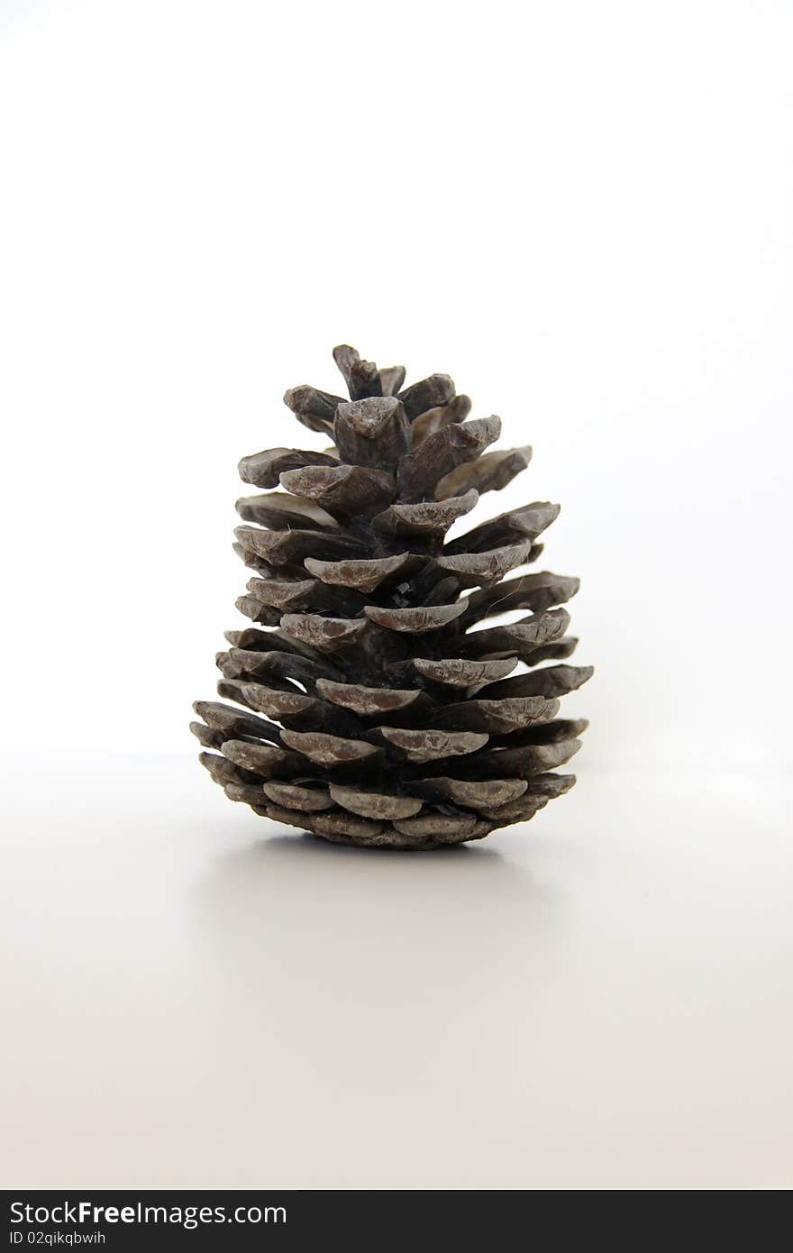 Old pine cone isolated on white background. Old pine cone isolated on white background