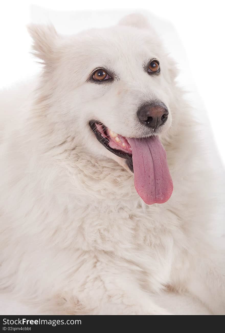 Portrait of a beautiful purebred white dod severe sitting on a floor. Portrait of a beautiful purebred white dod severe sitting on a floor