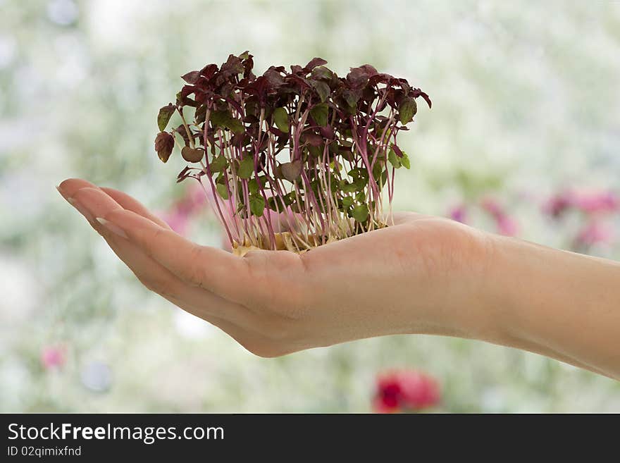 Alfalfa sprout in female hand.