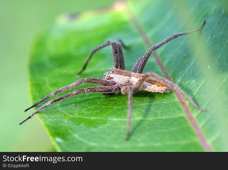 Nursery-web Spider - Pisauridae in milkweed leaf profile