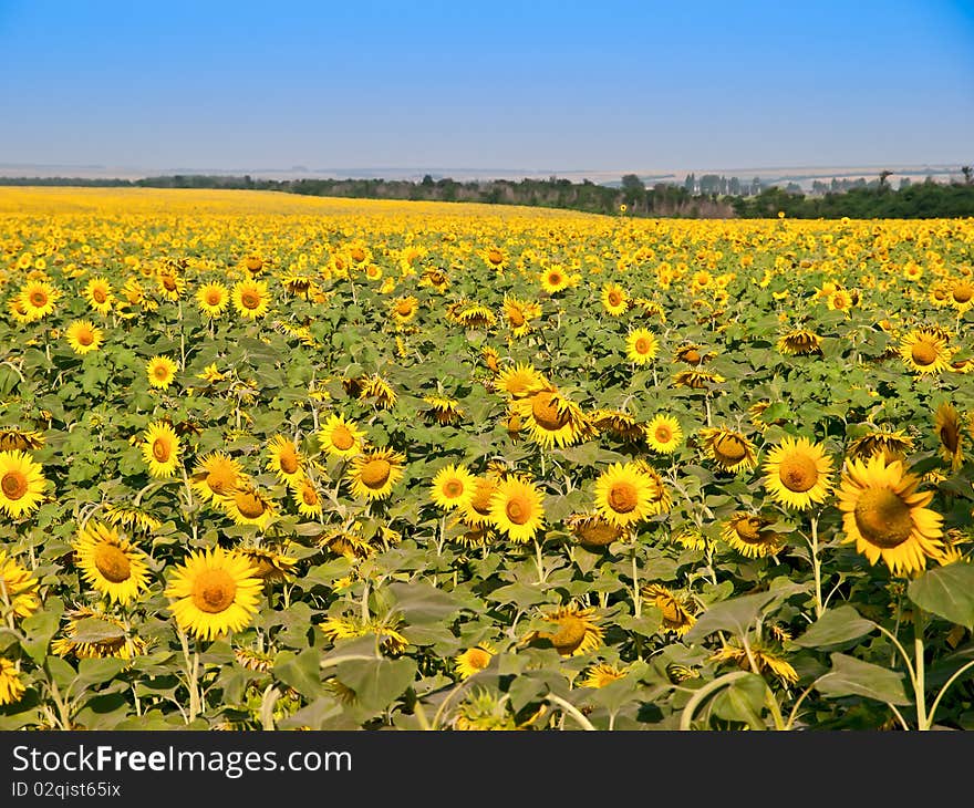 Sunflowers - landscape