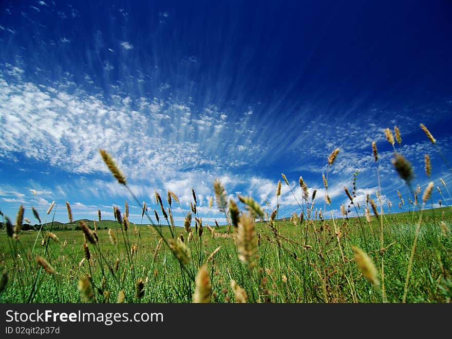 Beautiful Sky And Grass