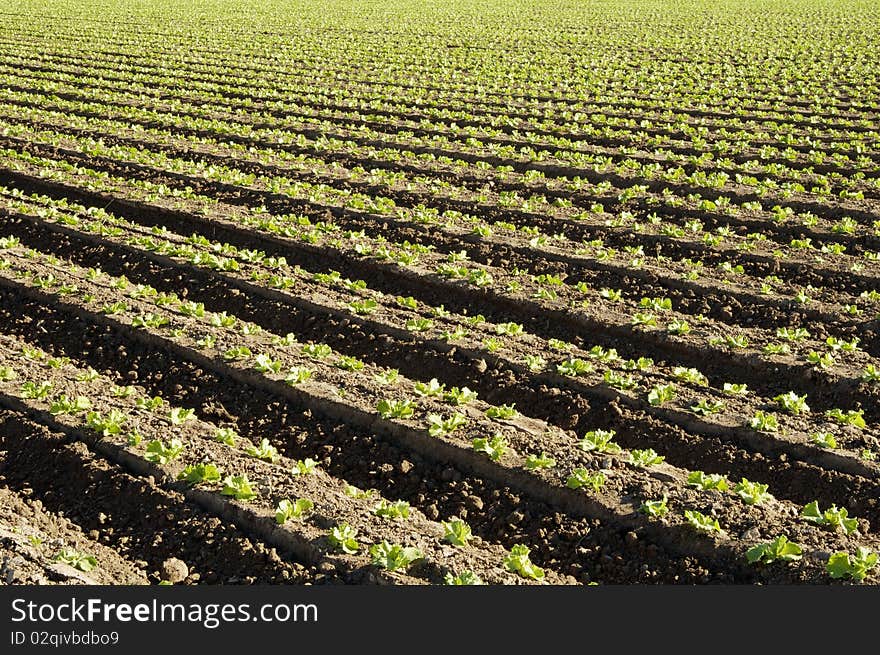 Lettuce seedlings in a field in Arizona. Lettuce seedlings in a field in Arizona