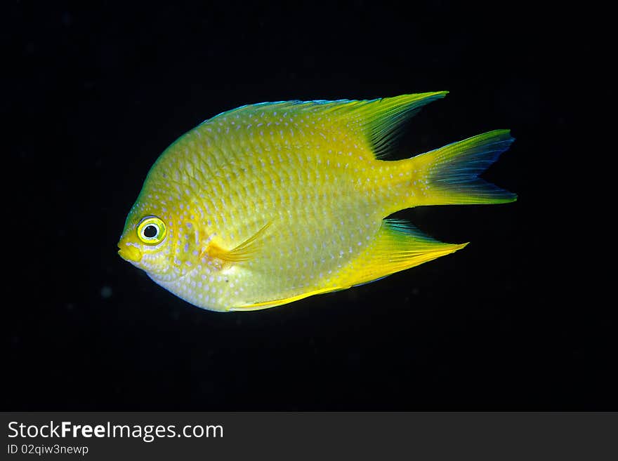 A Golden damselfish on a coral reef in Bali, Indonesia. A Golden damselfish on a coral reef in Bali, Indonesia.