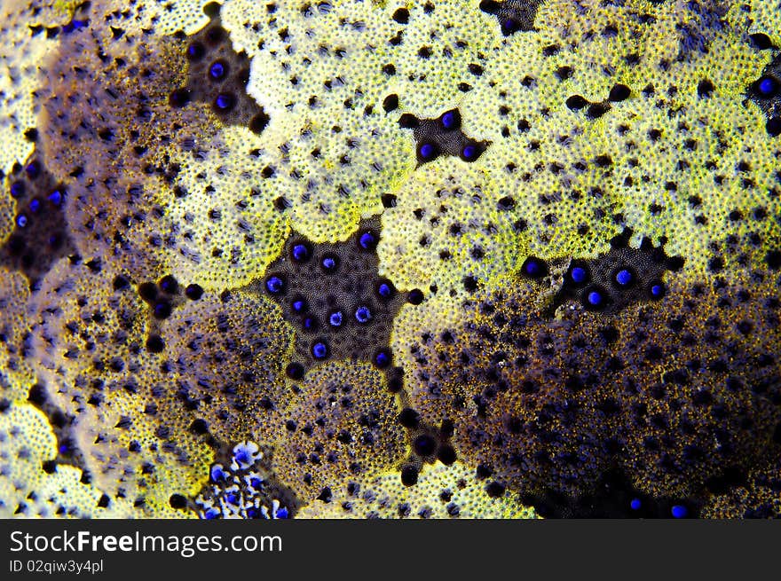 Close-up of a colorful sea cucumber in Bali, Indonesia. Close-up of a colorful sea cucumber in Bali, Indonesia.