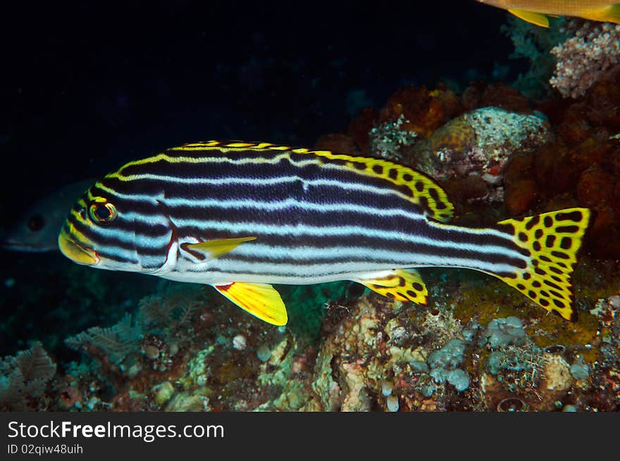 An Oriental sweetlips on a coral reef in Bali, Indonesia. An Oriental sweetlips on a coral reef in Bali, Indonesia.