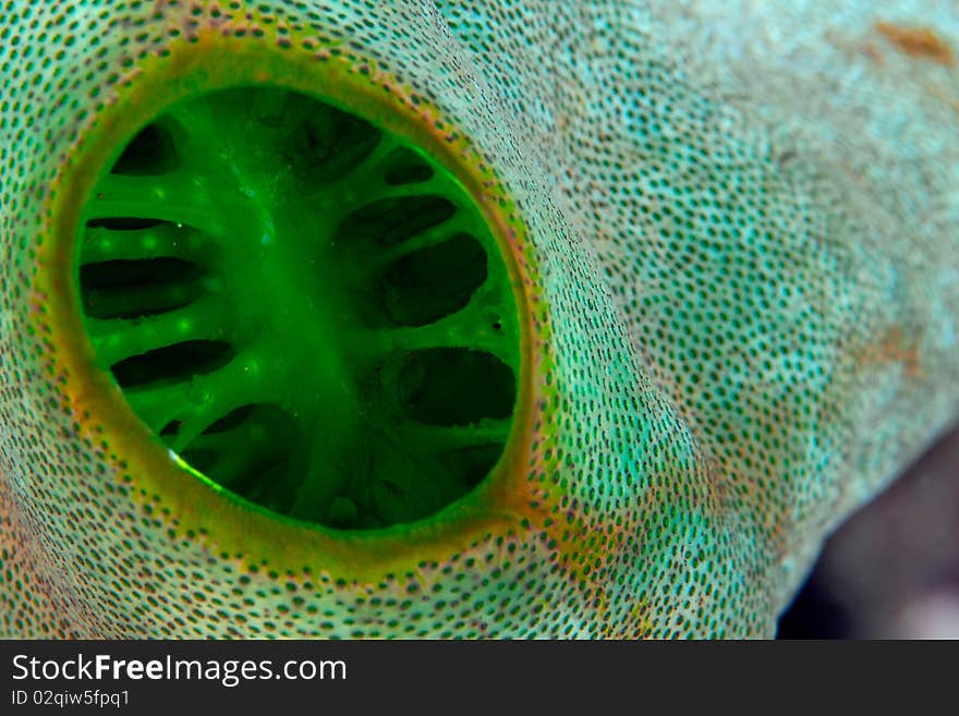 A Green tunicate in a coral reef in Bali, Indonesia.