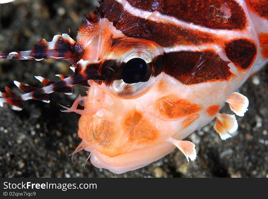 Close-up of a Lionfish (Pterois antennata) in Bali, Indonesia.