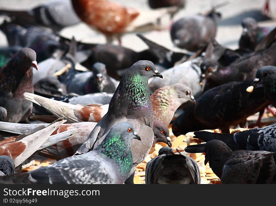 Pigeons are alway live together. Pigeons are alway live together