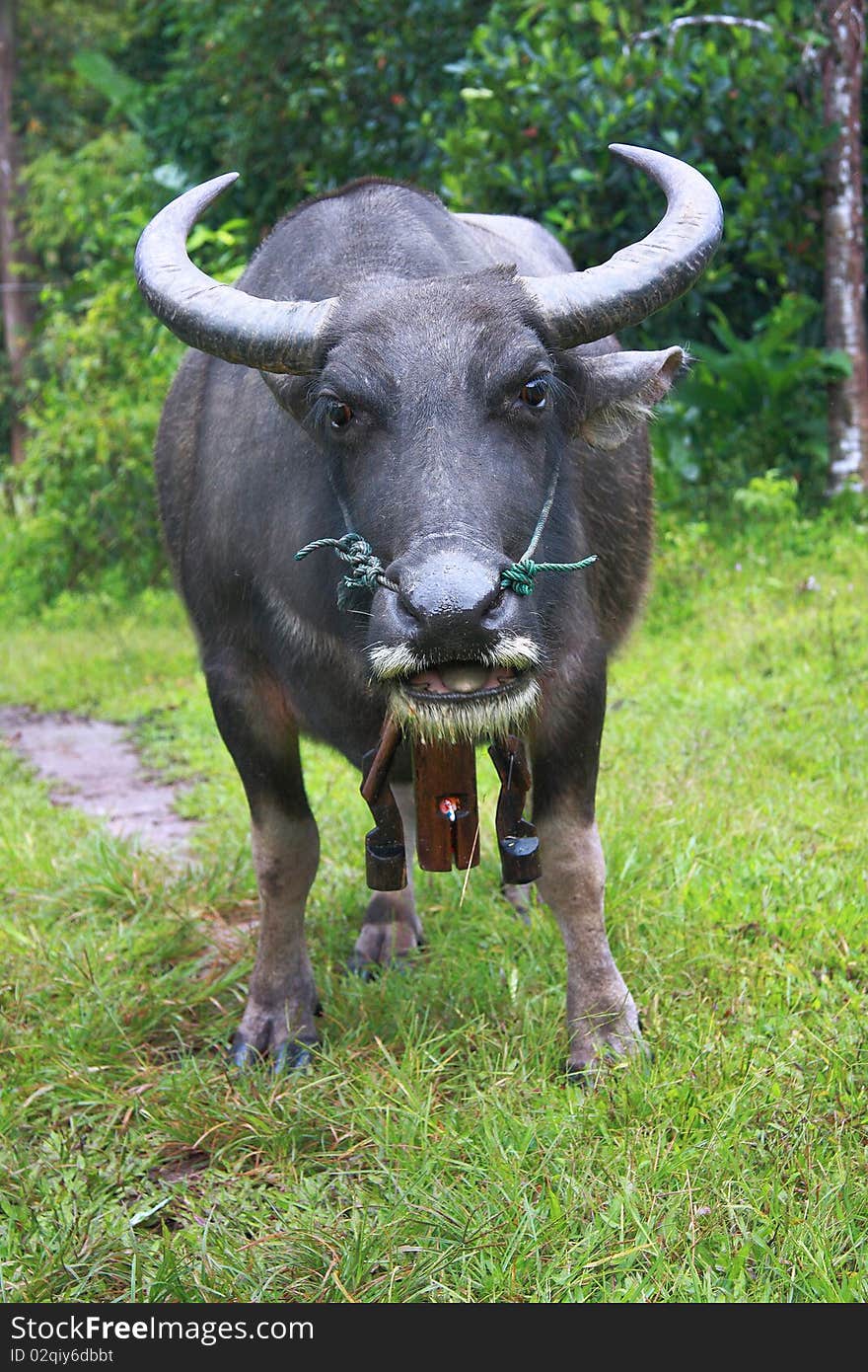 Thai Buffalo