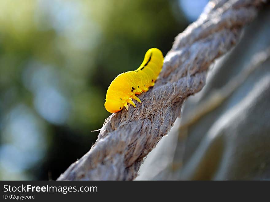 Yellow centipede on a tightrope. Yellow centipede on a tightrope