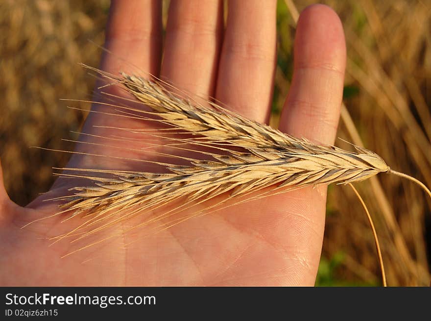 Wheating Spikelet On The Hand