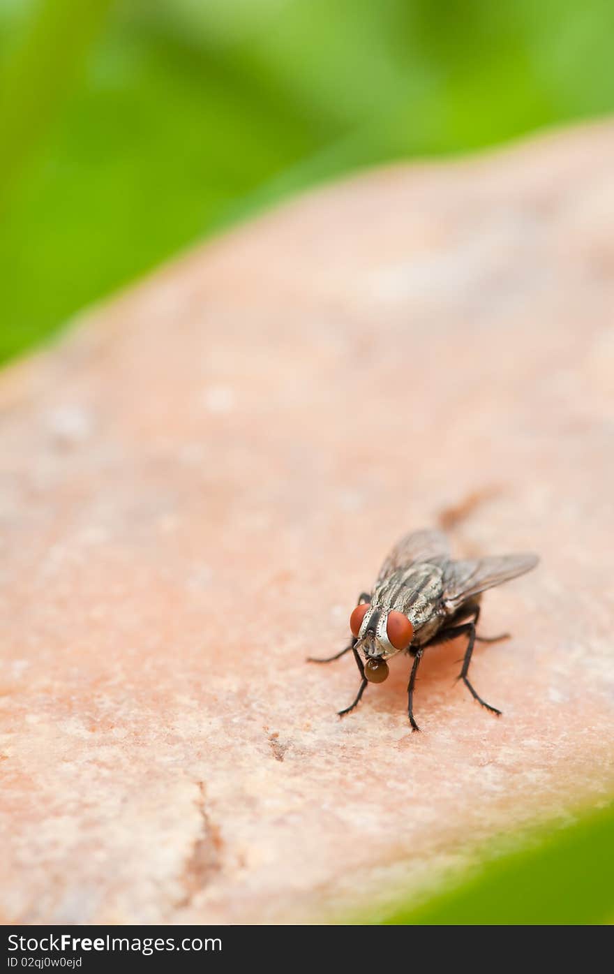 Fly on a rock