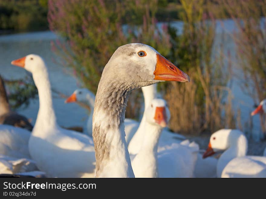 Geese Near Lake