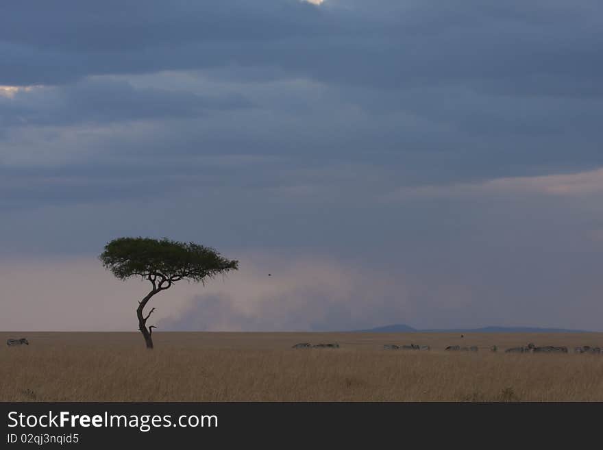 A lone tree in the Masai Mara reserve