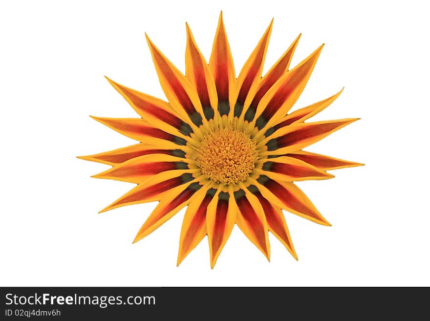 Star sunflower at isolated background