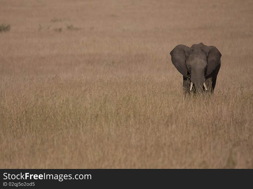 African Elephant