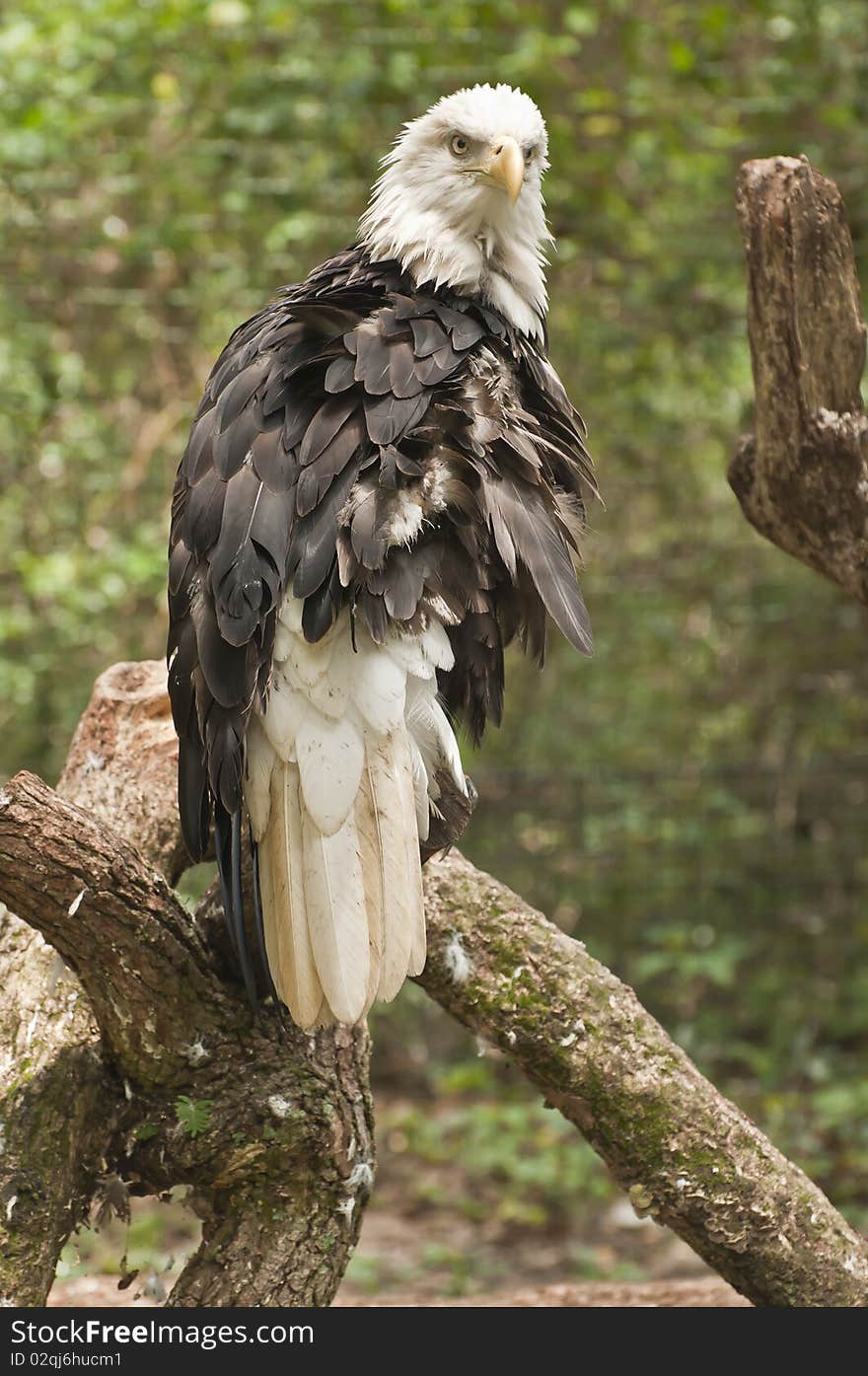 This eagle knew I was near taking his image with a zoom lens, he flew away shortly afterwards. This eagle knew I was near taking his image with a zoom lens, he flew away shortly afterwards.