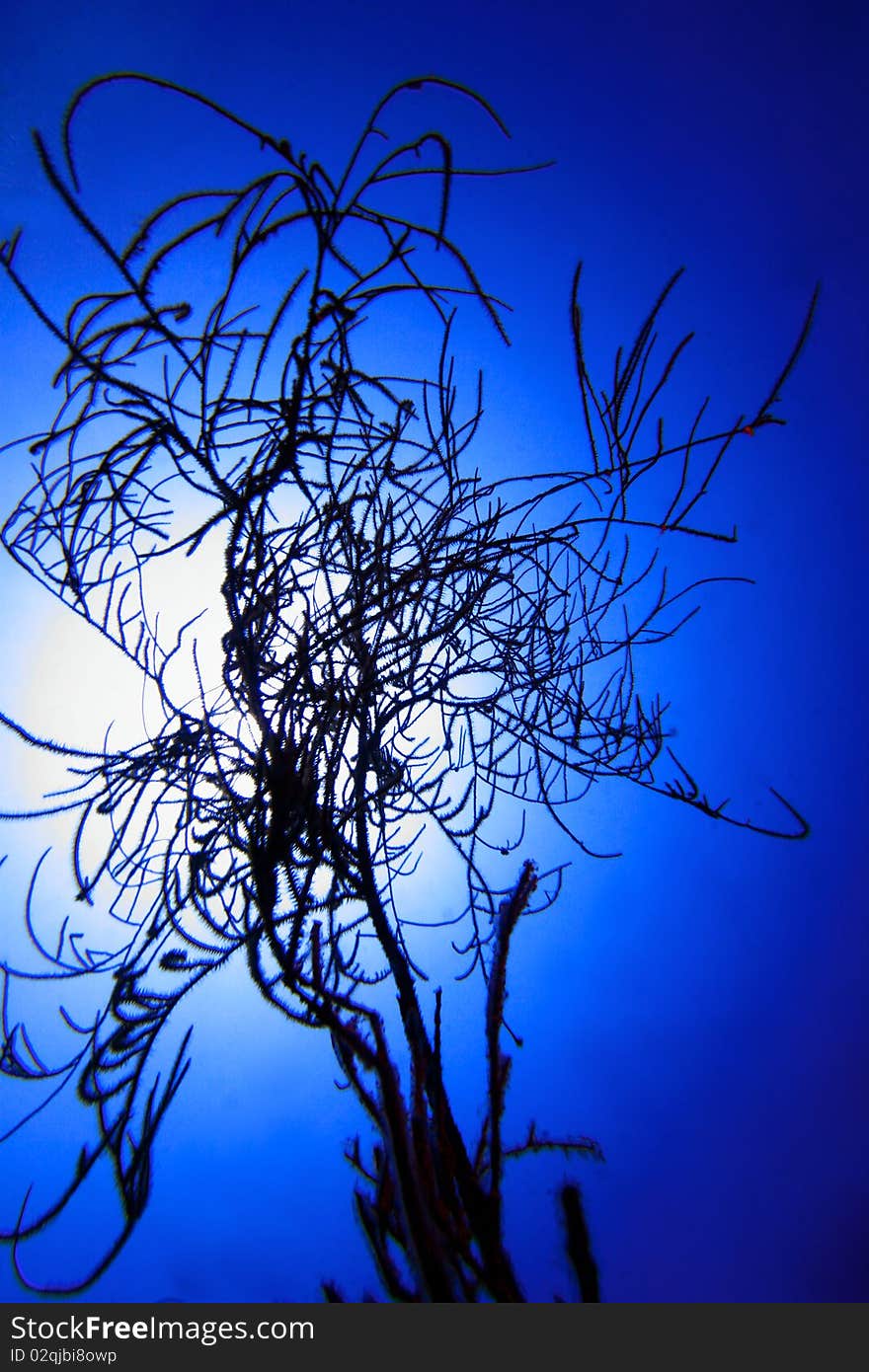 Black coral tree in Blue Hole Dahab with sun