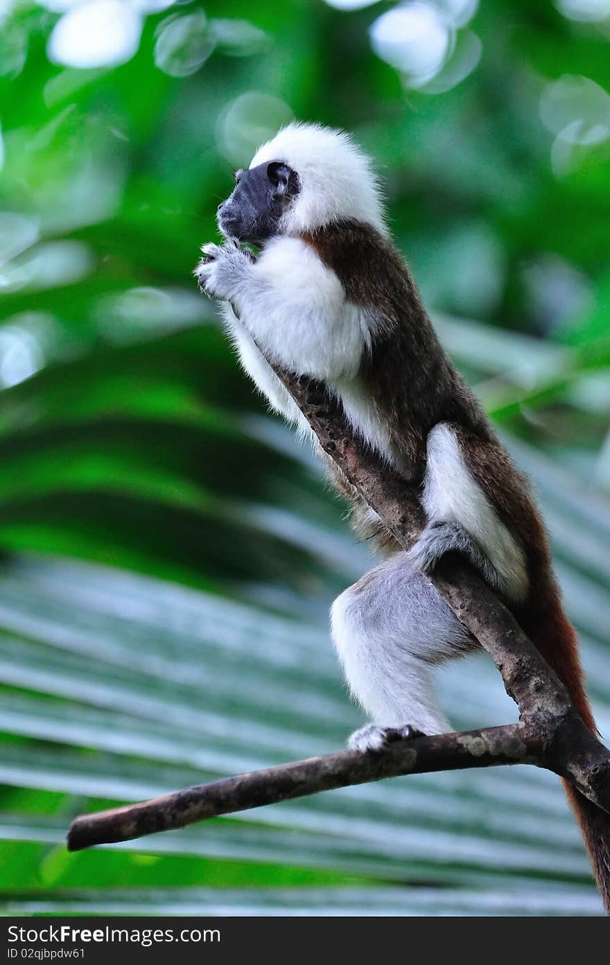 Cottontop Tamarin on alert