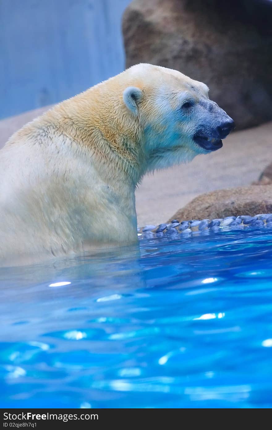 Polar bear in water