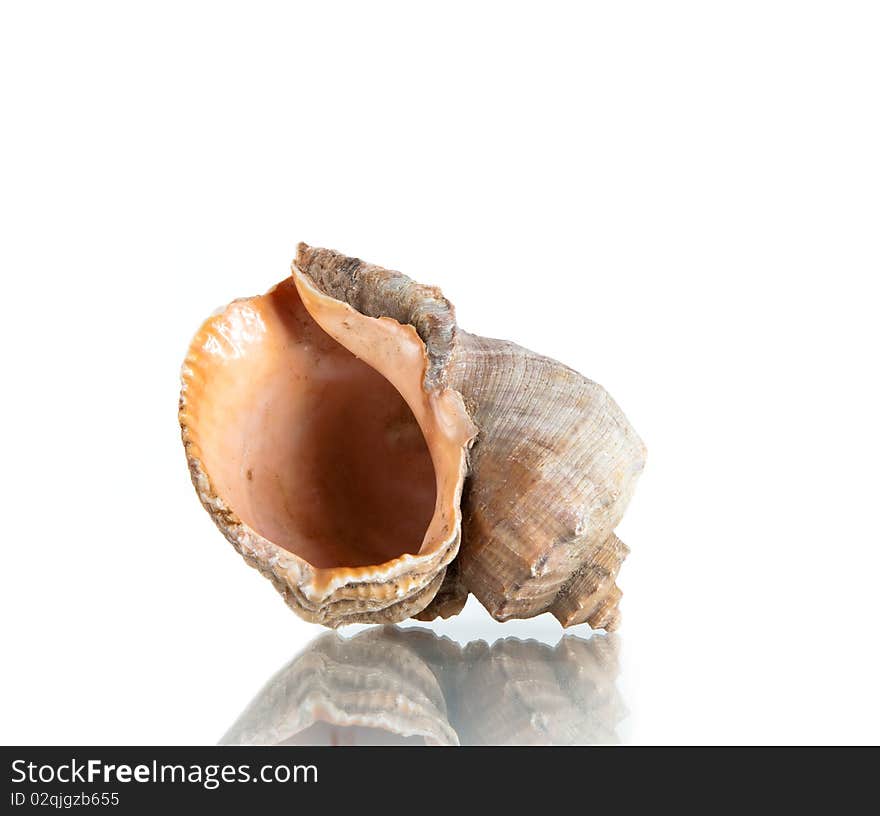 Cockleshell, studio shot isolated on white background. Cockleshell, studio shot isolated on white background