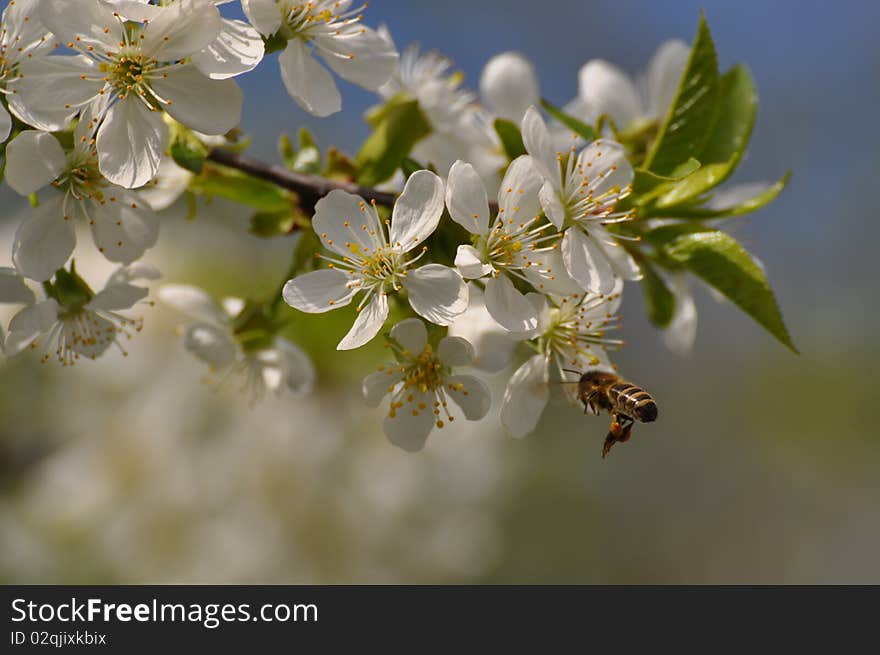 Bee Gathering Pollen