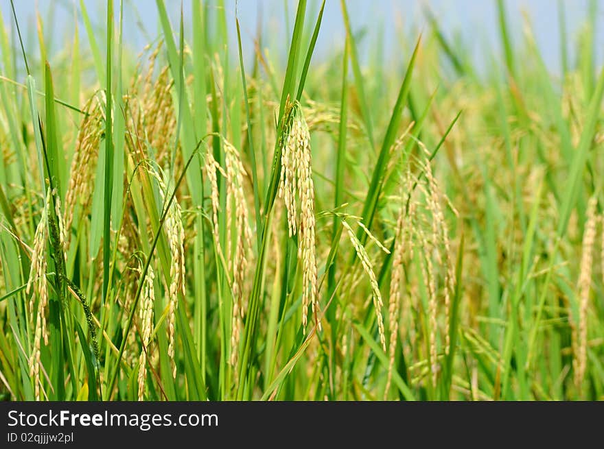 The paddy rice in field