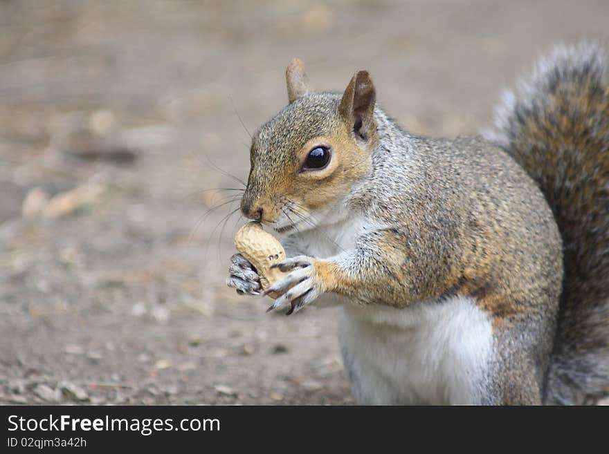 Squirrel with nut