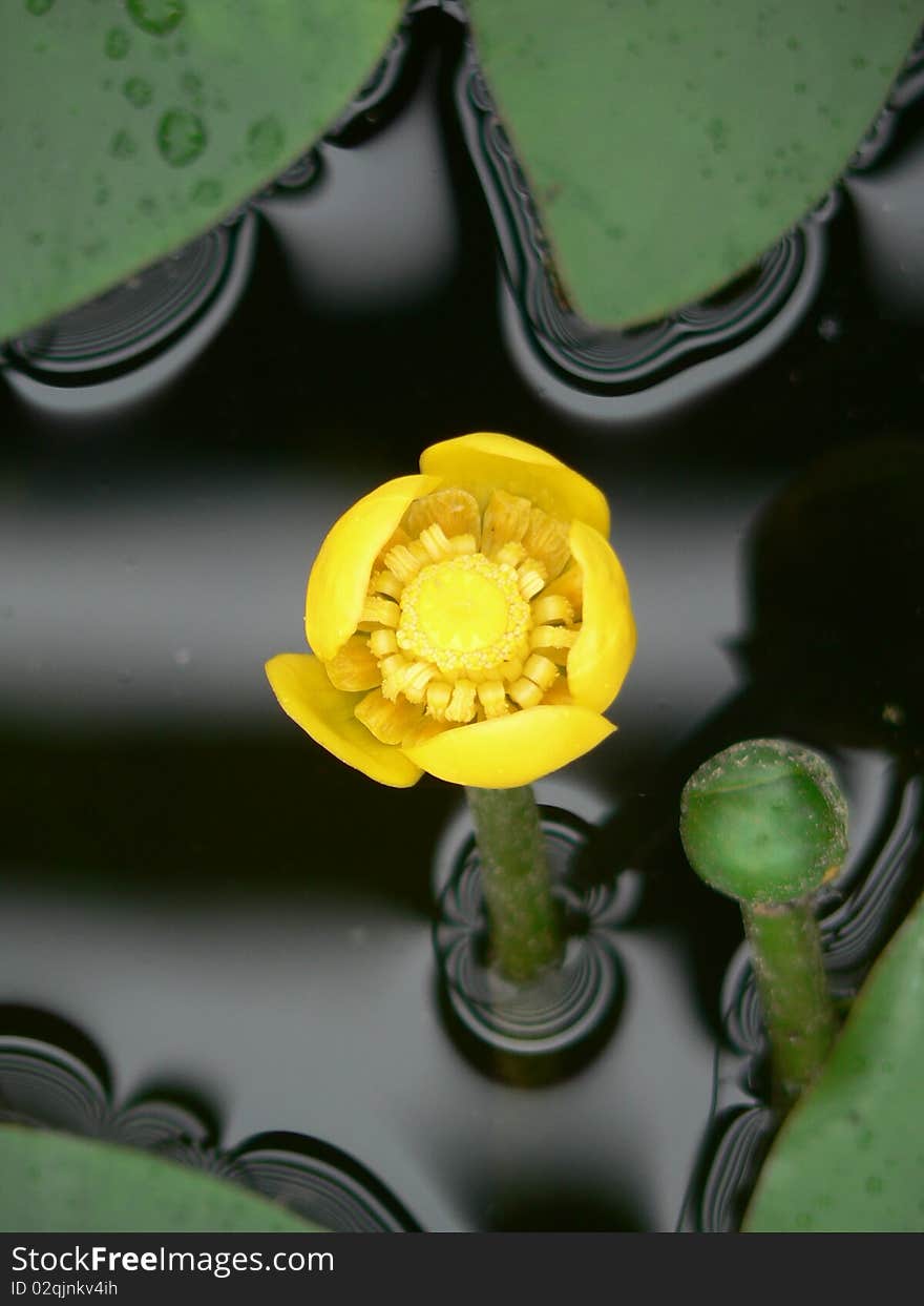 Yellow flower in water in the Czech republic