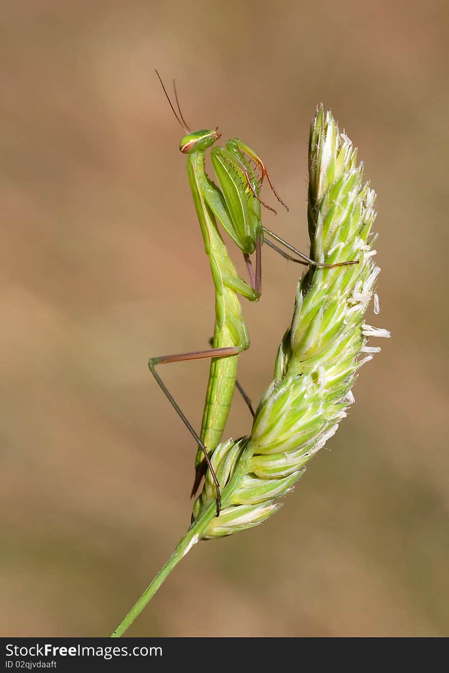 Praying mantis closeup on grass.