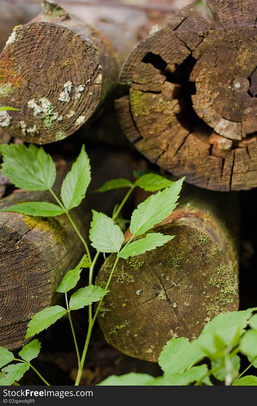 Old logs and new sprout