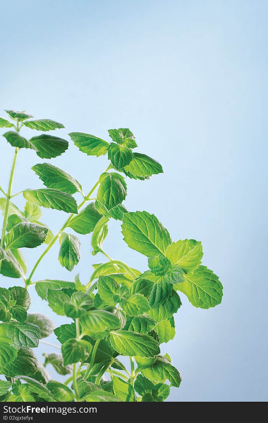 The bush garden mint on a blue background