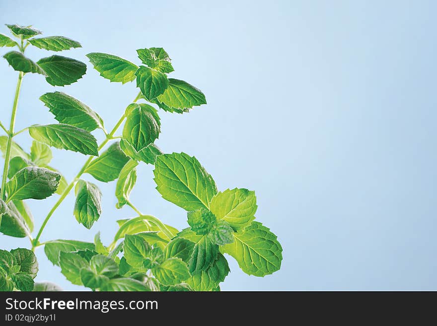 The bush garden mint on a blue background