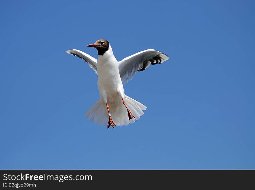 Seagull in flight for catch the food