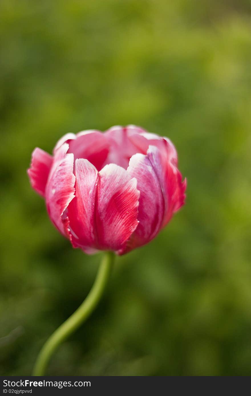 Poppy Flower