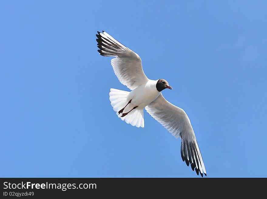 Seagull In Flight