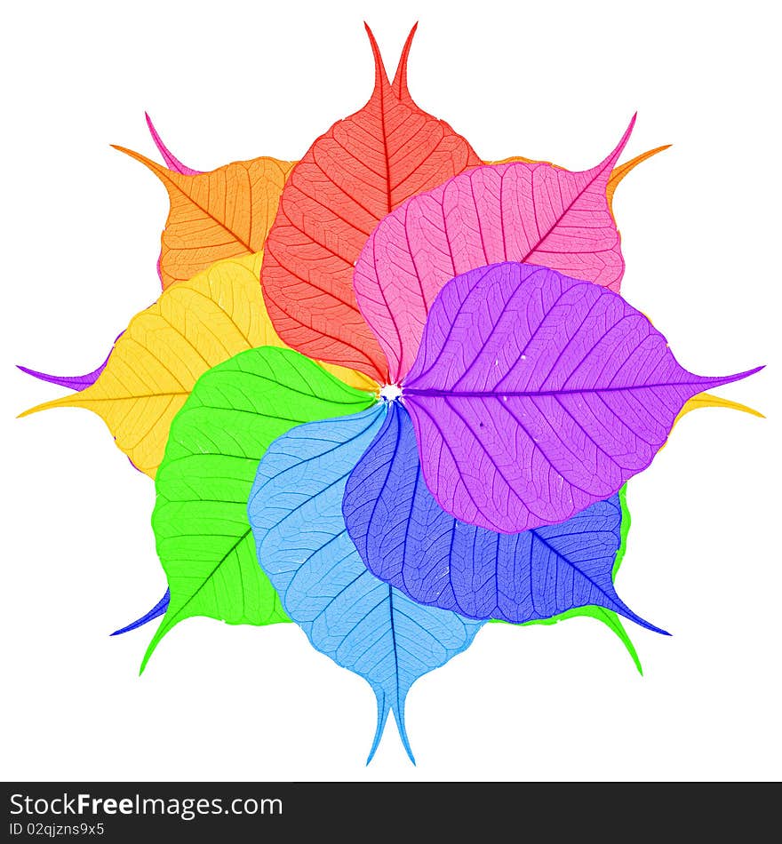 Eight bright leaves on a white background. Eight bright leaves on a white background