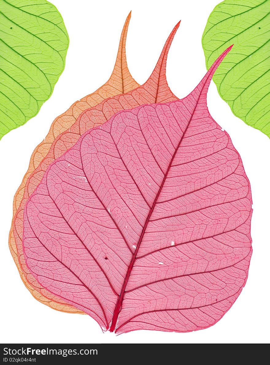 Leaves