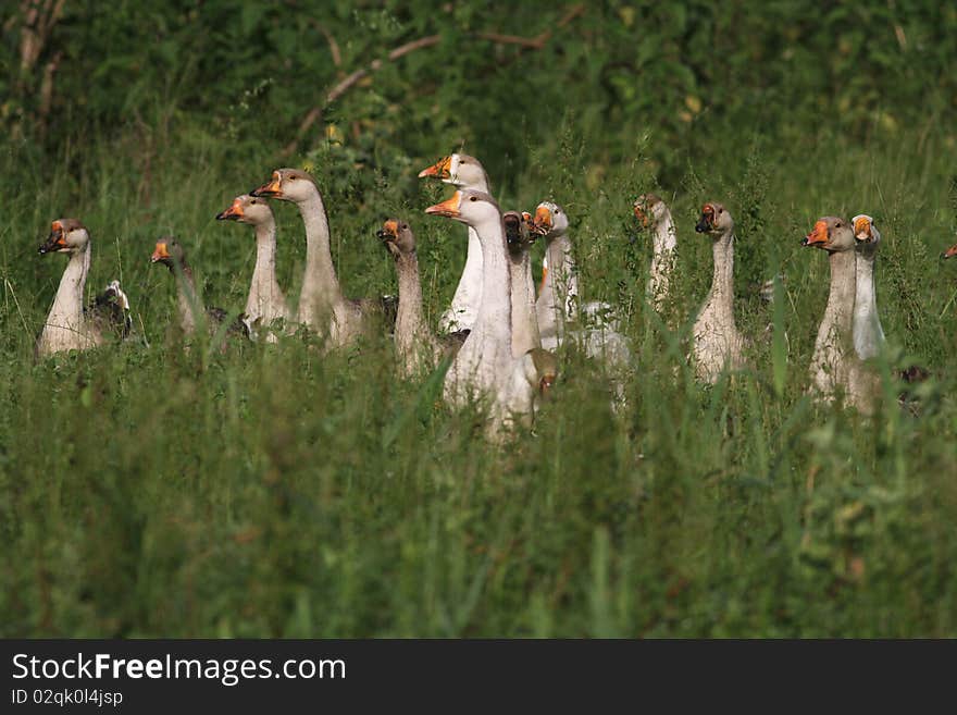 Flock of gray gooses in the grassland