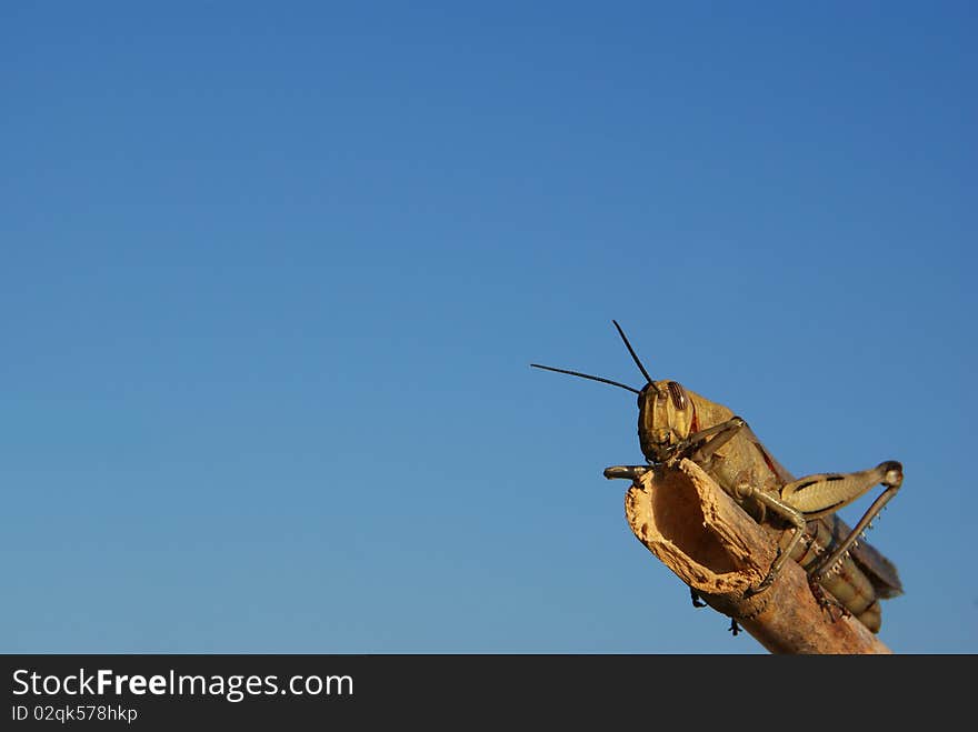 Bug - Grasshopper